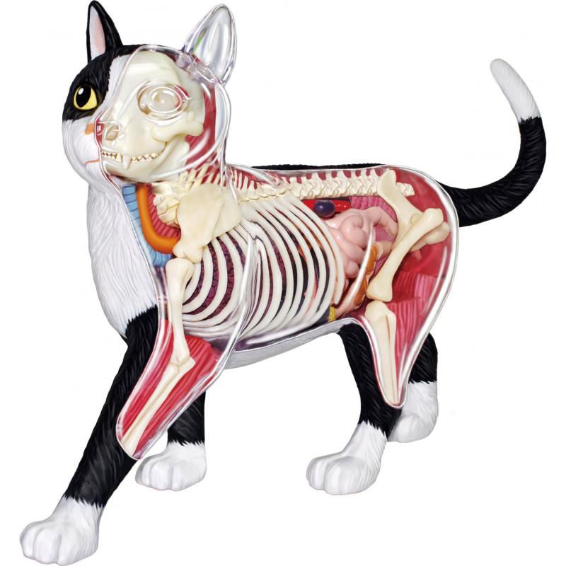 Cat Anatomy Black / White Model Kit