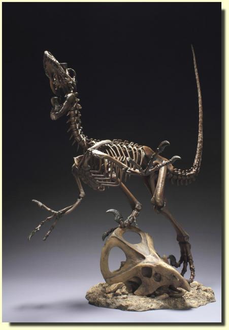 Velociraptor The Skeleton Master Fossil detailní kostra zkameněliny