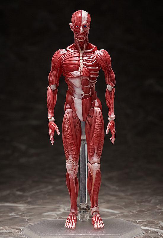 Human Anatomical Model The Original Character Figma Action Figure